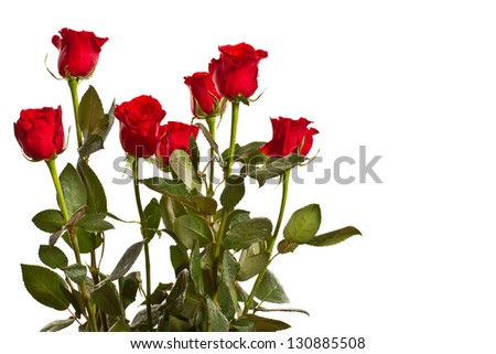 red rose with water drops on a white background