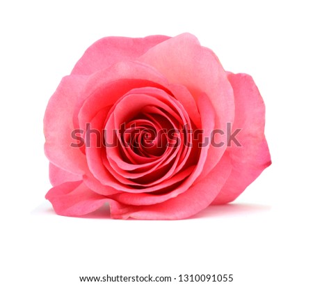 A pink rose lay down on front
