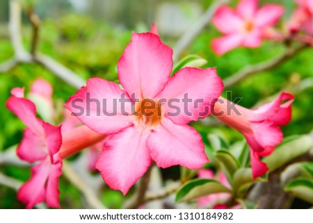 Adenium or desert rose,Impala Lily,Mock Azalea flower with background nature from the garden in spring day tropical design for wallpaper have copy space and text.