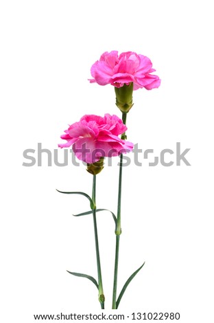 A pink carnation blooming