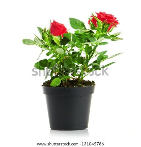 Bunch of pink roses in flowerpot.  isolated on white background