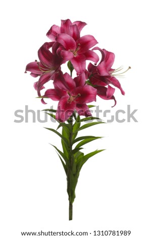 Bouquet of lilies wine red flowers isolated on white background.