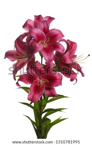 Bouquet of lilies wine red flowers isolated on white background.