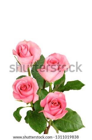 Pink roses isolated