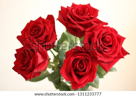 Red roses on wite background