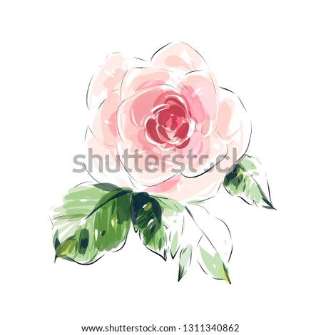 Hand drawn rose flower watercolor isolated on white background.