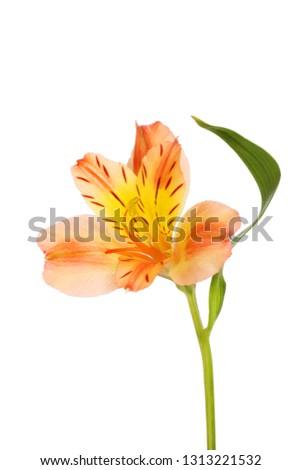 Single orange and yellow alstroemeria flower and leaf isolated against white