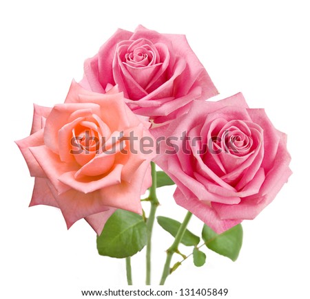 Rose flowers bunch isolated on white background
