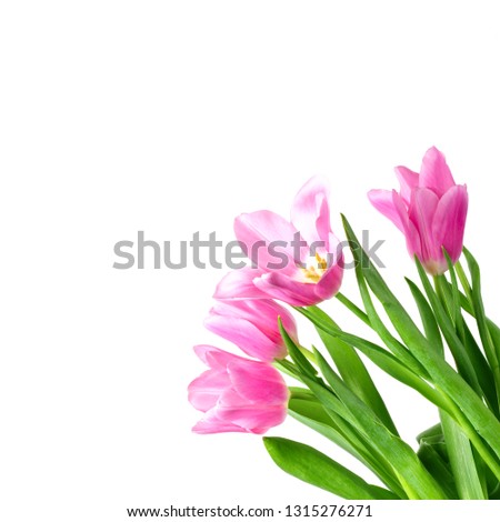 Beautiful tulips on a white background. Isolated