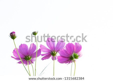 purple cosmos flower blooming in the field nature on white background