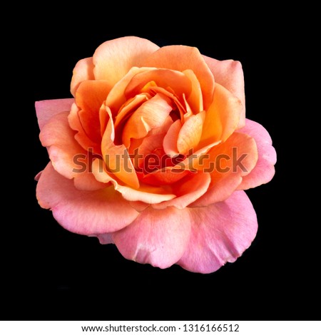 Colorful still life macro of a single isolated pink orange colored open rose blossom, black background,detailed texture,surrealistic vintage painting style 