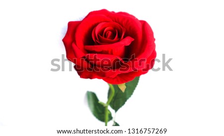 red rose leaves green valentine day and wedding beautiful white as a medium for your heart to tell you that there are people who  are secretly grateful loves