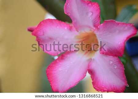 trumpet flower, does not sound but is beautiful in the eyes