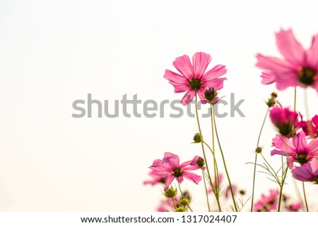 Pattern design sweet colorful and beautiful of Pink Cosmos flower with white sky background, to nature concept.