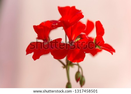 red geranium flower on pink background