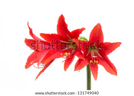 Red Amaryllis flower on white background