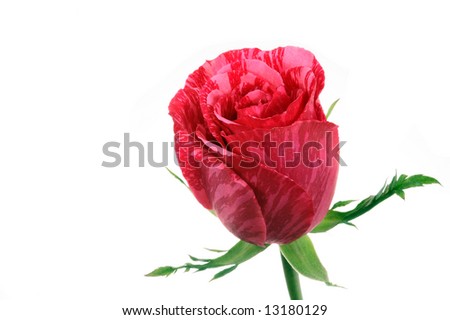 A nice rose