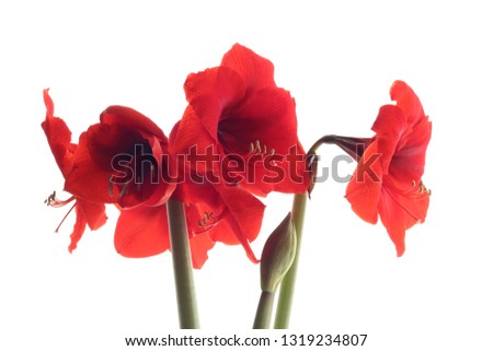 Close up of red flowering Amaryllis plant