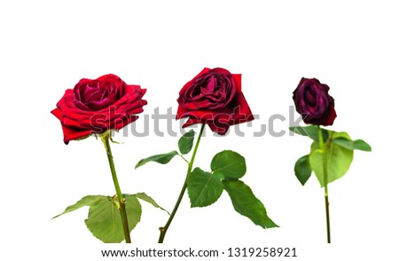 The stages of the life cycle of red rose from flowering to wilting on white isolated background. 