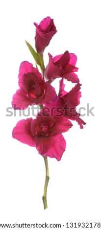 purple Gladiolus flower on white background