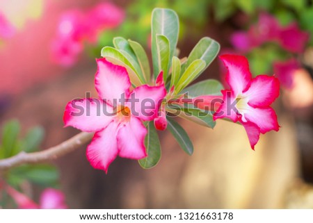 Pink or red and white Adenium flowers are Blooming, Beautiful flowers in spring, nature flowers background with sunlight, close up flowers, beauty blurred bokeh