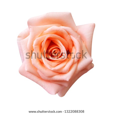 Pink rose flower isolated on white background, soft focus and clipping path