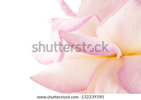 Purple flower closeup. Flowers art design. Valentine day holiday card. Isolated on white background.