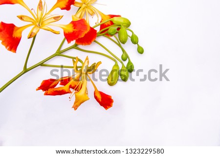 Eccentric orange and yellow flower with a cluster of green flower buds against a white background