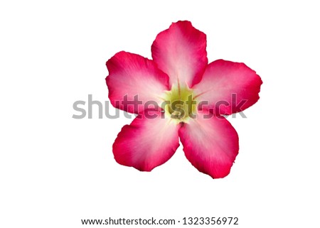 Isolate pink Adenium flower on white background 