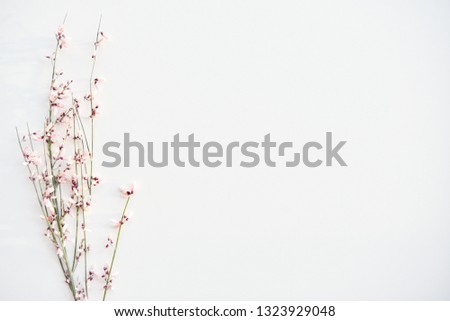 Nice pink fowers on white background. Overhead view wallpaper. Flat lay, top view.