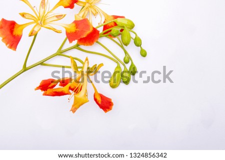 Eccentric orange and yellow tropical flower with a cluster of green flower buds against a white background