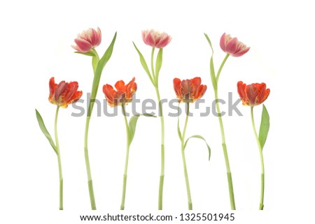 Studio shot of a set of bright red, pink, yellow spring tulips, isolated on white background.                         