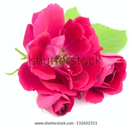 Beautiful  Red Rose Flowers with leaves isolated on white background