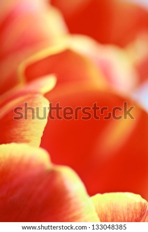 tulip petals macro detail