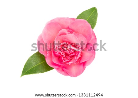 Pink camellia flower isolated on white background. Camellia japonica