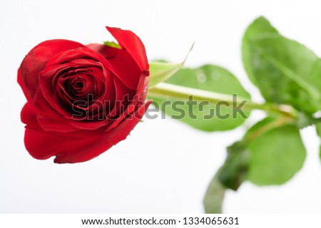 Red rose above view close up  isolated on white background