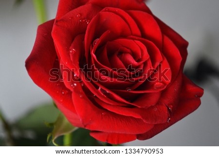 gentle red rose
