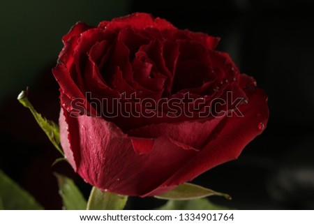 fresh red rose