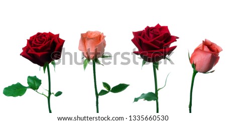 Red and pink roses on a white background