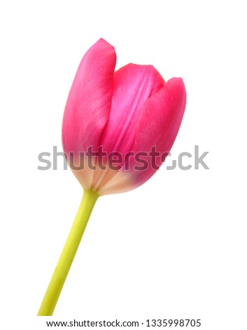 Isolated pink tulip on white background - spring time