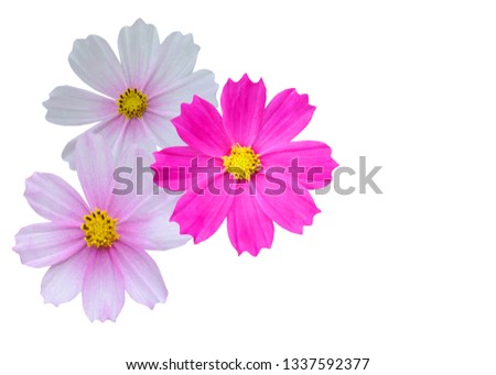 Colorful cosmos flowers bunch, isolated white