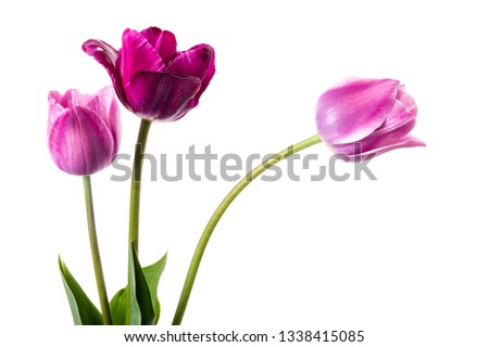 Purple and lilac tulips isolated on a white background