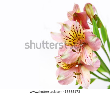 background from beautiful flower
