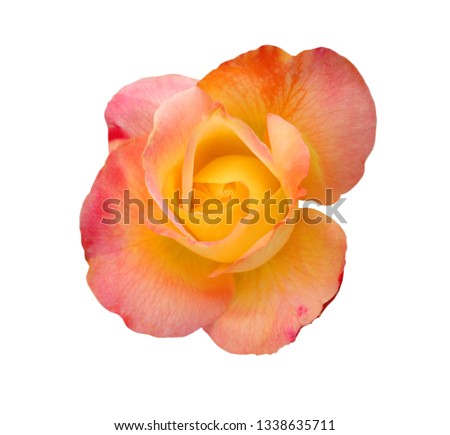   Yellow rose on the white background             