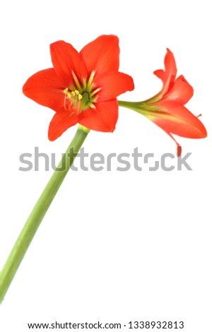 Hippeastrum or amaryllis  red  flower bulbs is bloomig on white at the summer. Amaryllidaceae Family plant