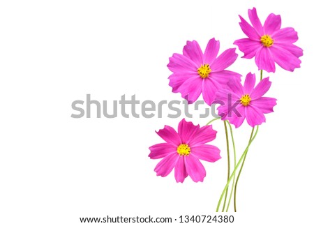 A pink cosmos daisy branch isolated on white 