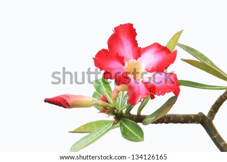 Pink Impala Lily