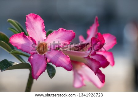 Beautiful pink azalea flowers