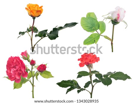 set of roses isolated on white background