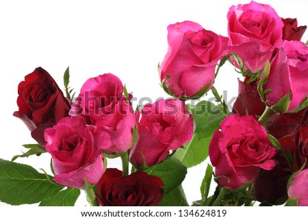 Red and pink roses isolated on white background